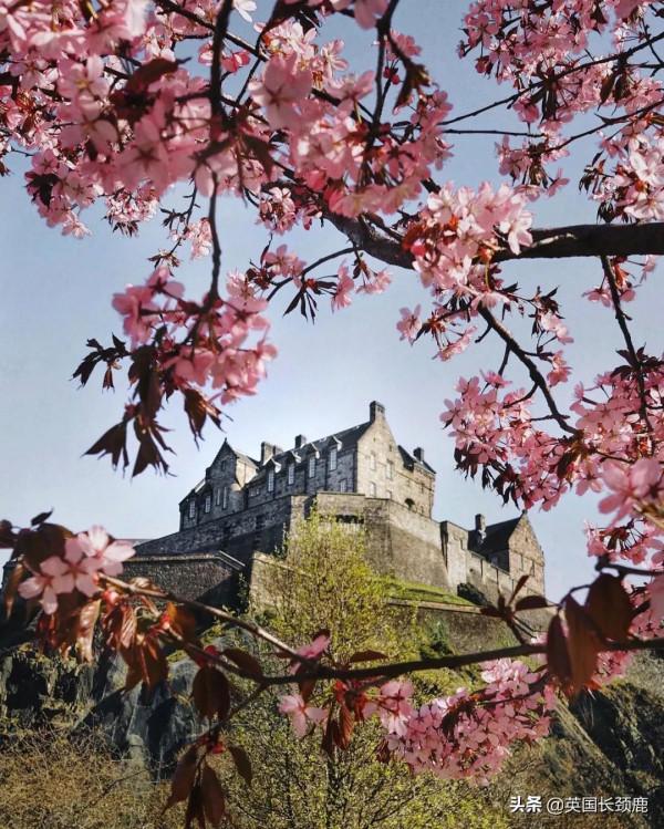櫻花樹下的英國，你想念嗎？