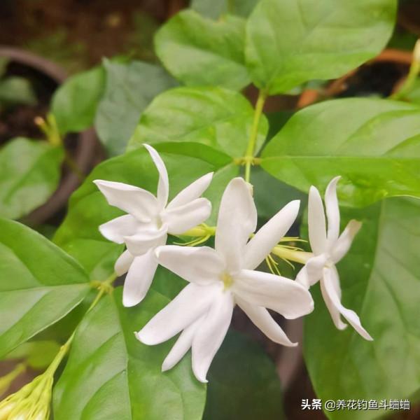 適合新手的茉莉花,滿足三個習性,蹭蹭冒芽,一整年都能開花 適合新手的茉莉花,滿足三個習性,蹭蹭冒芽,一整年都能開花