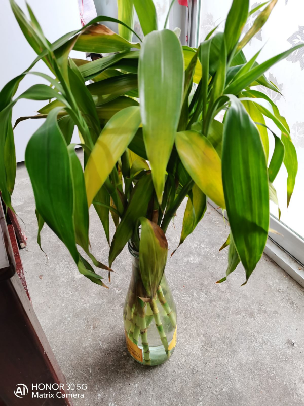 小區垃圾桶撿到花,看我“起死回生”,垃圾桶簡直是我的撿花寶地 小區垃圾桶撿到花,看我“起死回生”,垃圾桶簡直是我的撿花寶地