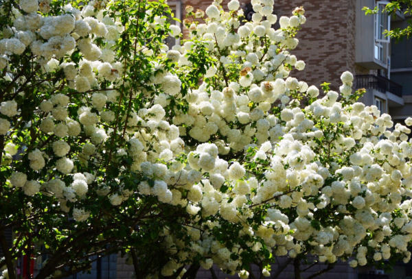 適合庭院種的“四大名貴樹”，經典美麗寓意好，寓意深遠價值高