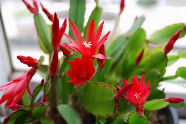 蟹爪蘭長滿花苞,4個方面不注意,花苞掉滿地 蟹爪蘭長滿花苞,4個方面不注意,花苞掉滿地