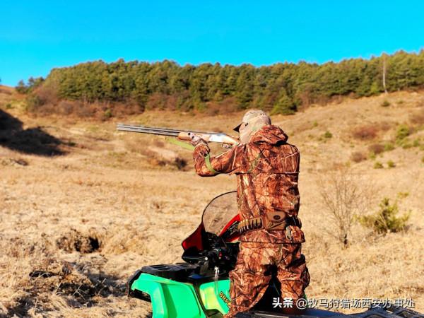 獵犬怎麼餵養 獵犬怎麼餵養