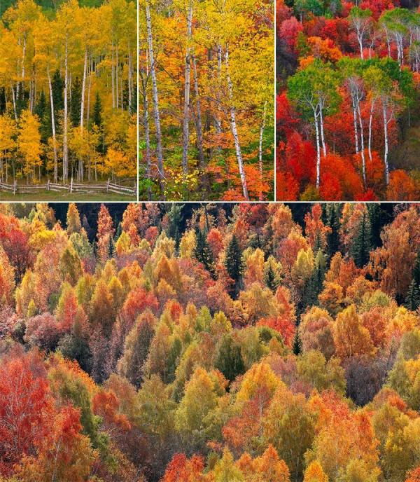 兒童畫教程｜秋季趣味線描課程《熱鬧的森林》