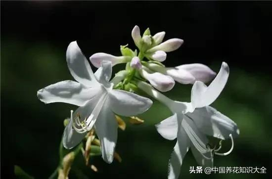 五種“富貴花”，適合冬天養寓意吉祥，又大氣，關鍵還喜慶