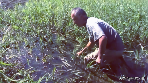 六旬大爺自創抓魚獨門絕技，10分鐘腳踩22條，收穫遠超專業釣魚人