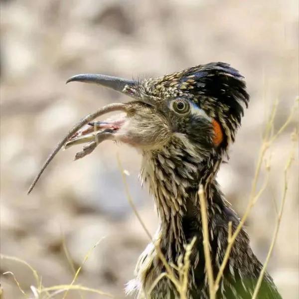 動物界難得一見的奇葩景象,太驚豔了,無比驚歎,讓人過目不忘 動物界難得一見的奇葩景象,太驚豔了,無比驚歎,讓人過目不忘