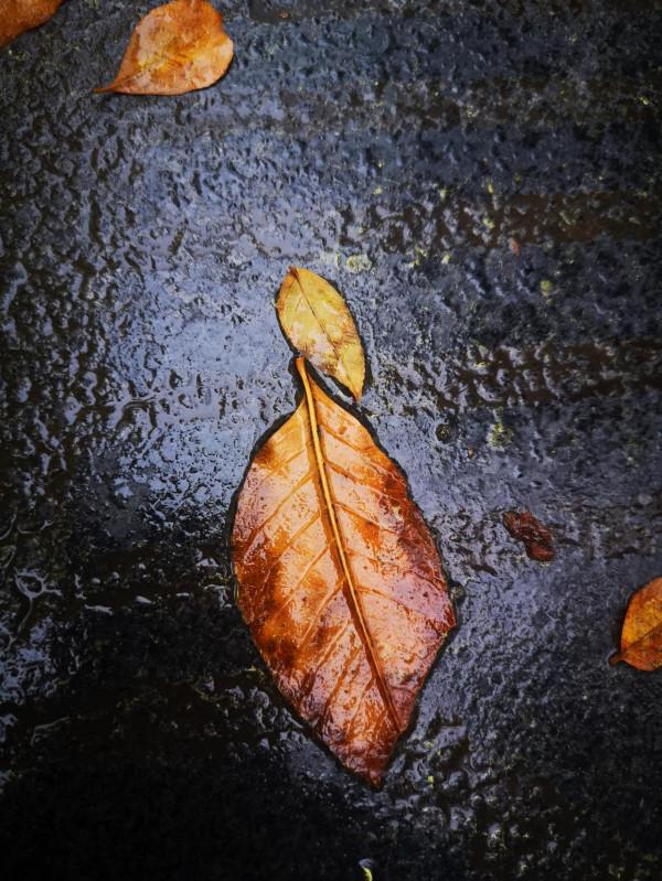 遺落的優雅~華為p20pro手機行攝篇二