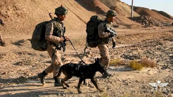 軍犬5000米高空跳傘，一臉淡定，網友：這是哮天犬吧