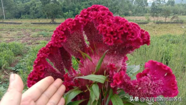 普通的雞冠花煮水有啥用途,解女人煩惱,老公樂開花 普通的雞冠花煮水有啥用途,解女人煩惱,老公樂開花