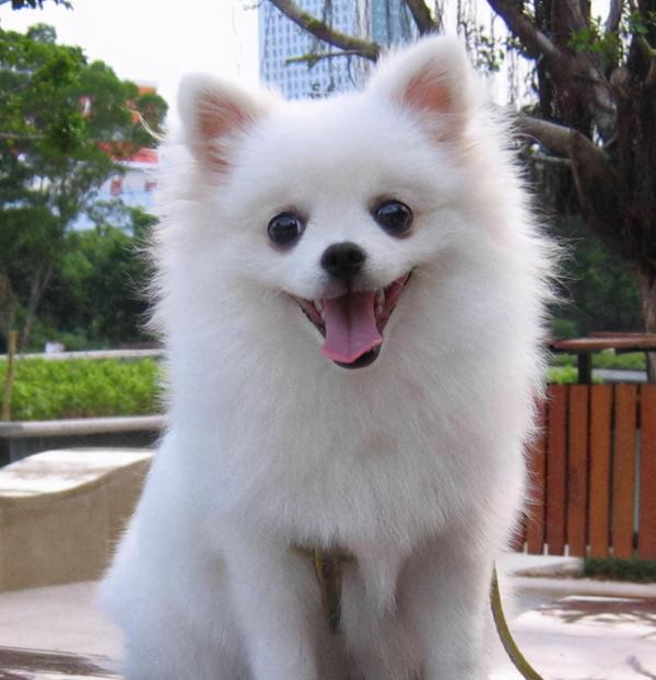 新手寵主這樣養“博美犬”,很快就上手了 新手寵主這樣養“博美犬”,很快就上手了