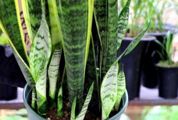 養虎皮蘭,常餵它2種肥,葉子茂盛,容易長新芽 養虎皮蘭,常餵它2種肥,葉子茂盛,容易長新芽