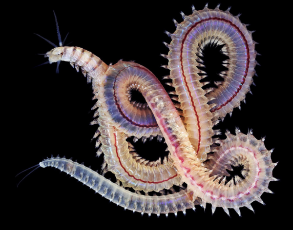 石蠶海釣萬能餌 三種掛餌 提高中魚「 日本專業海釣入門投釣書籍 」