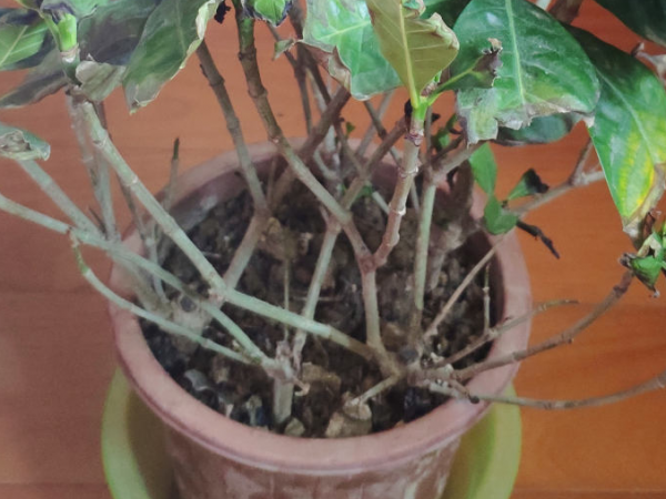 花成了光桿司令，剪一刀撒點藥，很快冒新芽