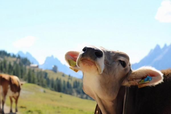 伊利官宣金典銷售額破200億，中國高階液態奶繼續雙雄對峙