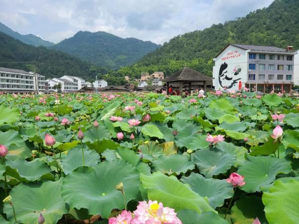 劉英與泰順的革命情緣，閩浙邊三年游擊戰爭彪炳史冊