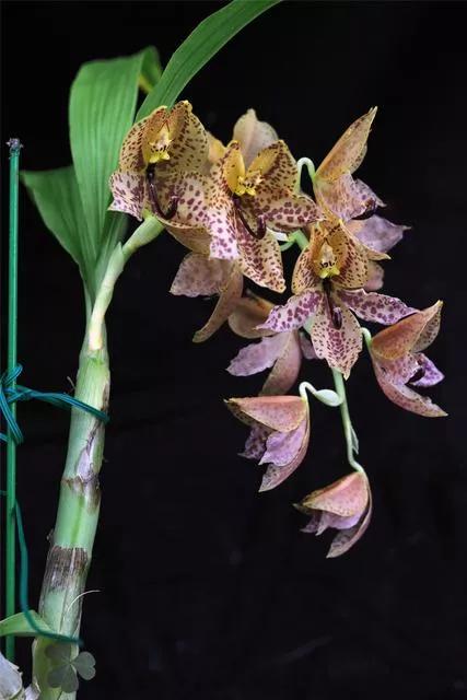 《百花集》（二百六十七）