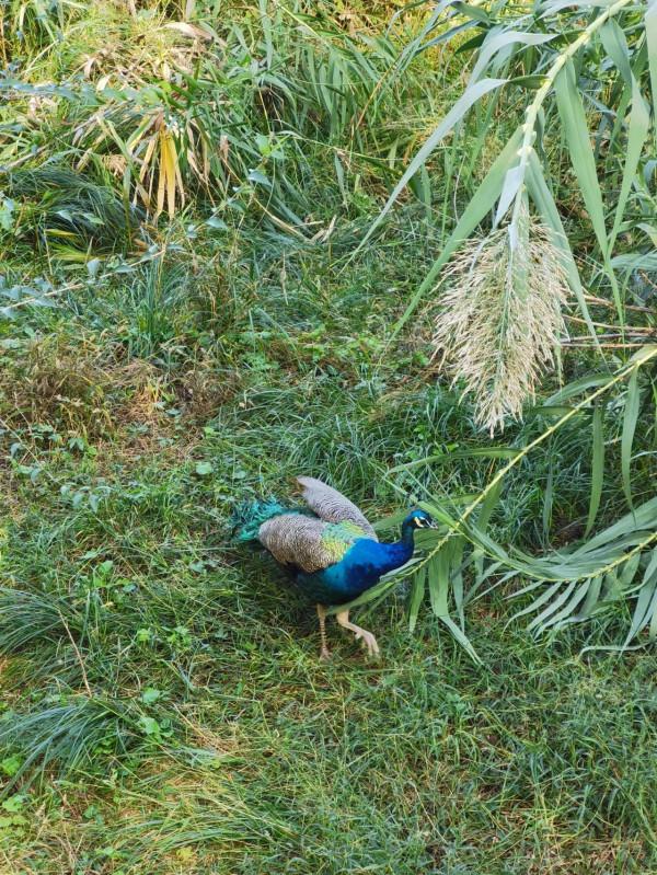 南海子公園咋恁美？