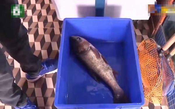 終於遇上較真的！顧客點了條魚，拼魚骨發現少了一塊：動手腳了？