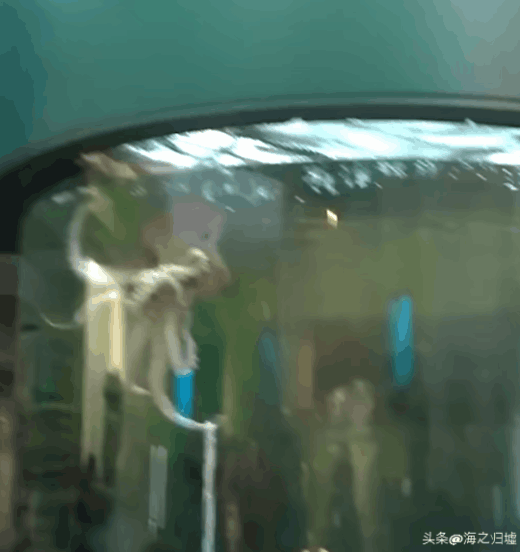 看完這27張圖片才知道，動物們的智商竟然這麼高