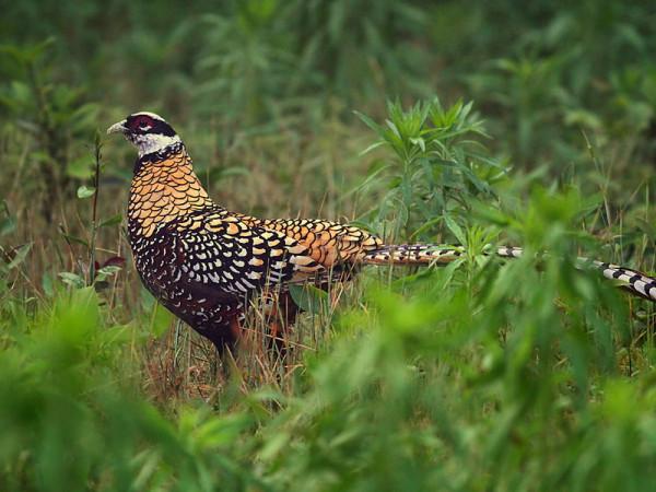 東江攬勝:收集常見鳥類圖譜之陸禽篇,攝鳥人自留地,建議收藏 東江攬勝:收集常見鳥類圖譜之陸禽篇,攝鳥人自留地,建議收藏