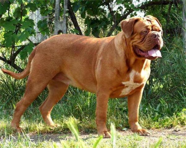 被我國&OpenCurlyDoubleQuote;禁養&rdquo;的十種猛犬