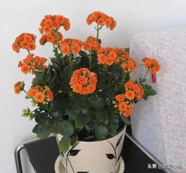 長壽花到花期了，花苞打的特別少，還出現蔫苞現象，應該如何施救