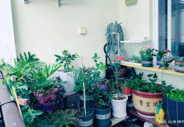 花架終於到了，老公說要把它砸了，還要丟掉我所有花……