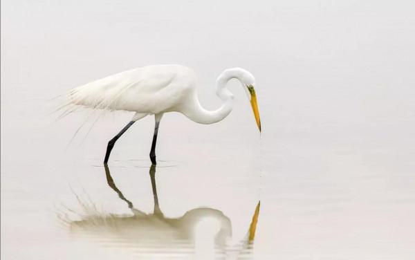 野生世界攝影作品欣賞