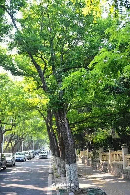 八大關，美了！