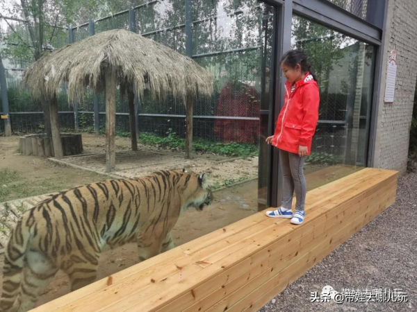 北京新開一家動物園,可以和老虎共進午餐 北京新開一家動物園,可以和老虎共進午餐