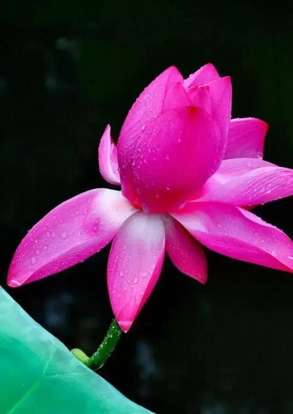 世界金獎醉美的花卉