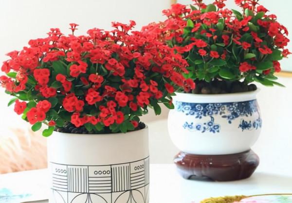 7種“帶毒花”，汁液毒性大，喜歡養在家裡，最好少動它