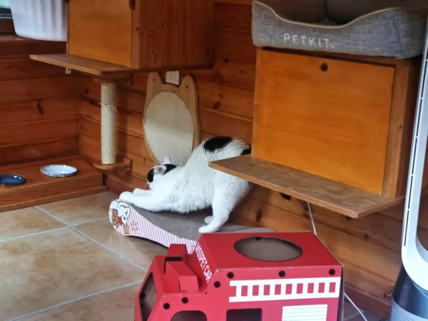 大阿寶：“斜槓青年”歡樂多