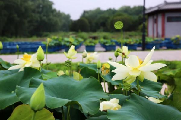 跟著乾隆去賞荷