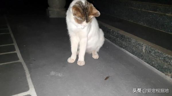 餵了一隻流浪貓，它隔三差五送禮上門，還直接把孩子送給好心人