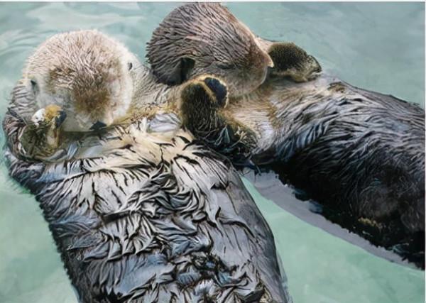 20個關於動物的有趣知識,有些動物居然牽著手睡覺 20個關於動物的有趣知識,有些動物居然牽著手睡覺