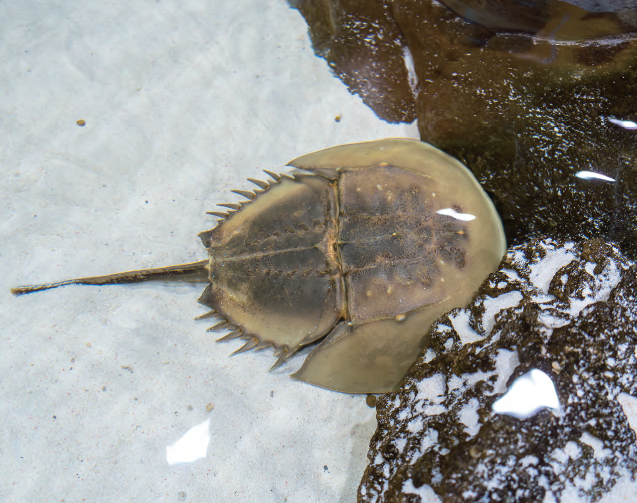 “藍血活化石”—鱟,你知道這個字怎麼讀嗎? “藍血活化石”—鱟,你知道這個字怎麼讀嗎?