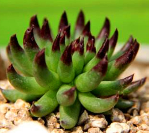 多肉品種：百惠、靜雪、灰姑娘、佛甲草、摩氏石蓮