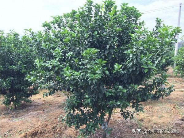 柑橘十二月份管什麼？保樹清園和促花