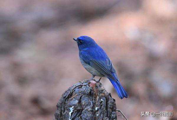 校園候鳥季之——高畫質唯美的小仙鶲