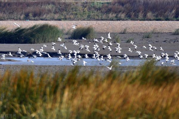妙語連珠：大多數，一小撮。天使對惡魔。家園對國土，警戒對巡邏