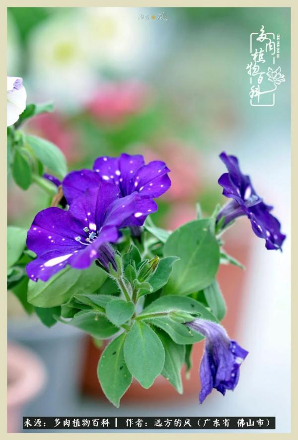 我若盛開，蝴蝶愛來不來