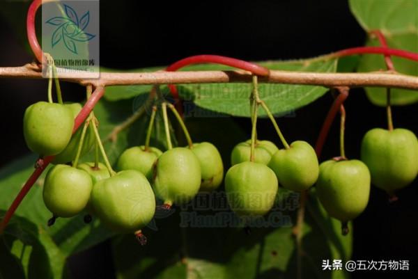 10種東北小“野”果，是不是你的童年回憶？