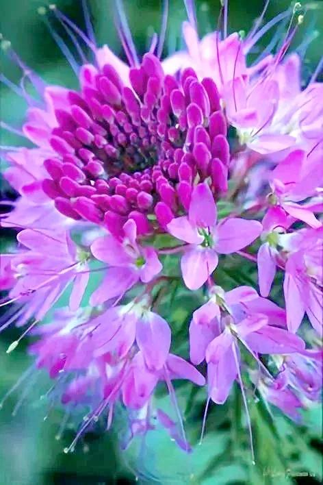 分享：千奇百堅、多姿多彩奪目的奇花，愛上了