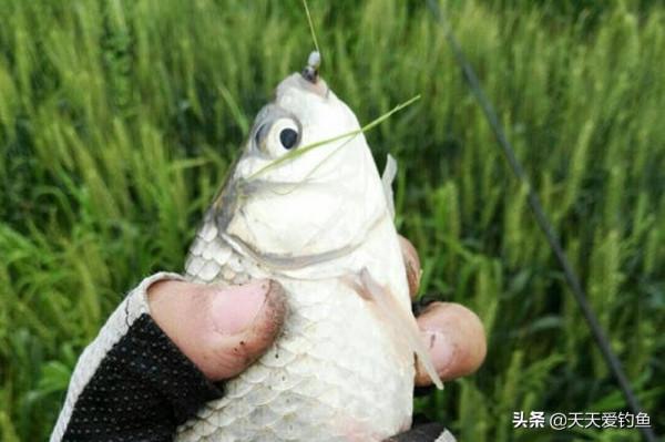 秋天釣鯽魚，以秋分為分界線，難度越來越小，要點就是“靈活”