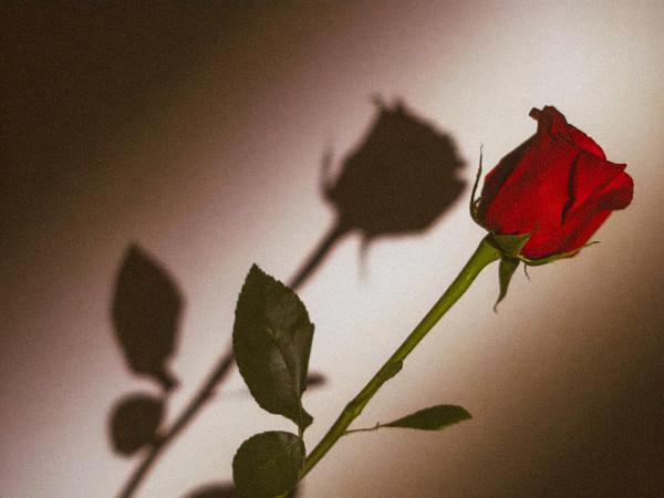 看似很溫柔，實則有野心的星座，他們都特別會隱忍