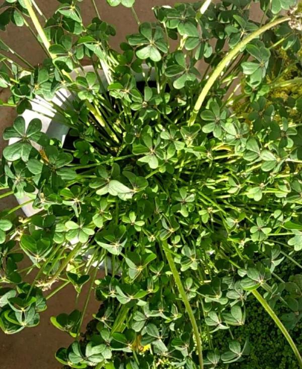 5種很好打理的“草” 5種很好打理的“草”