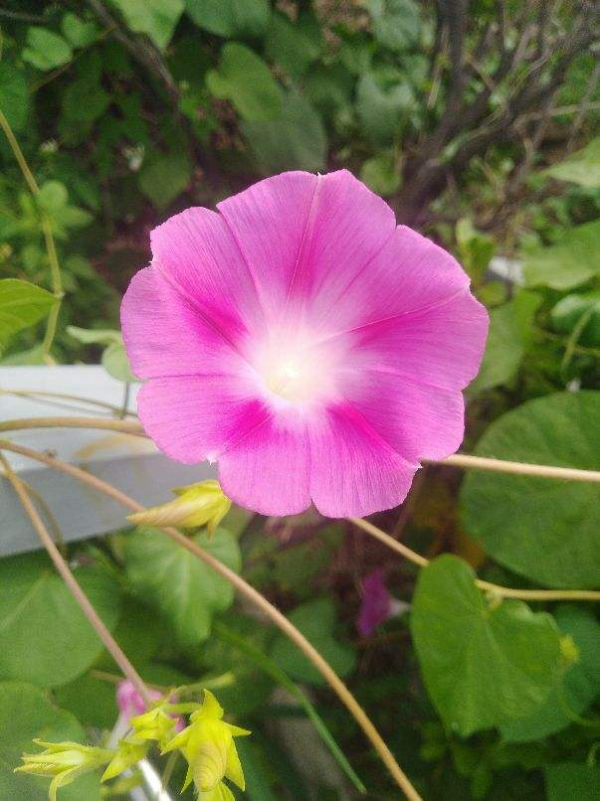 今日12星座好運花，“運勢”和花更配哦，你的幸運花是哪種？