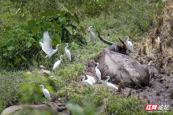 牛背上的白鷺，傾聽動物間的交流
