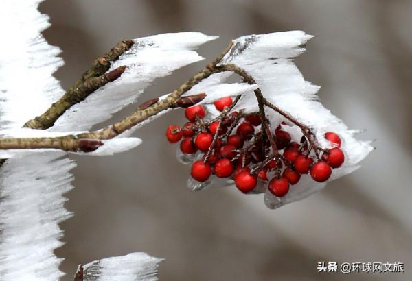 解鎖大自然的藝術品——驚豔了冬日的霧凇 解鎖大自然的藝術品——驚豔了冬日的霧凇